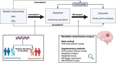 Impact of ankylosing spondylitis on stroke limited to specific subtypes: Evidence from Mendelian randomization study